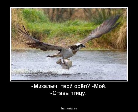 -Михалыч, твой орёл?  -Мой. -Ставь птицу.