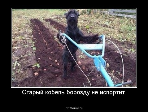 Старый кобель борозду не испортит.