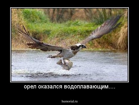 орел оказался водоплавающим....