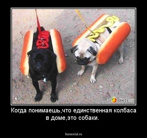 Когда понимаешь,что единственная колбаса в доме,это собаки. 