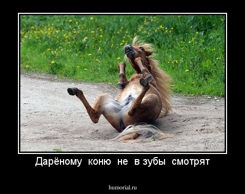 Дарёному  коню  не  в зубы  смотрят