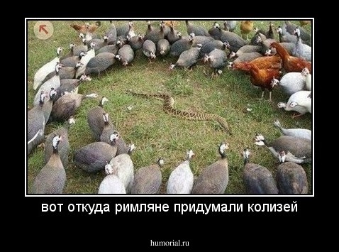 вот откуда римляне придумали колизей