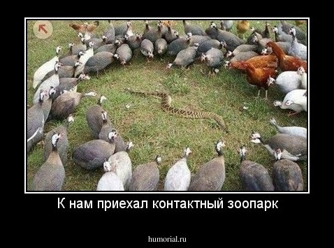 К нам приехал контактный зоопарк