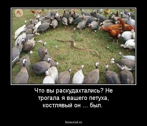 Что вы раскудахтались? Не трогала я вашего петуха, костлявый он ... был.