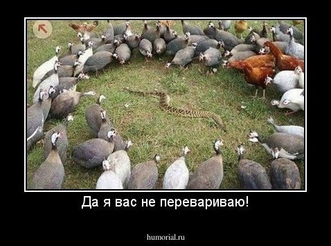 Да я вас не перевариваю!