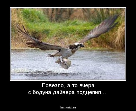 Повезло, а то вчера с бодуна дайвера подцепил...