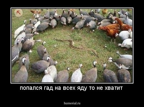 попался гад на всех яду то не хватит 