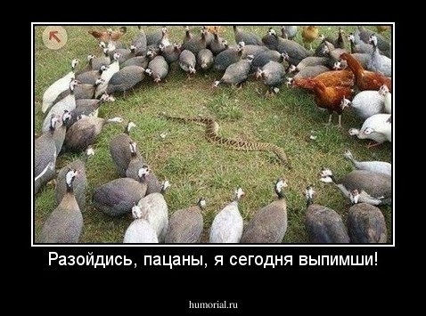 Разойдись, пацаны, я сегодня выпимши!