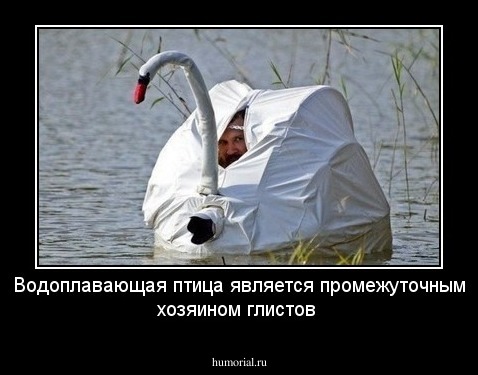 Водоплавающая птица является промежуточным хозяином глистов