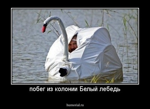 побег из колонии Белый лебедь