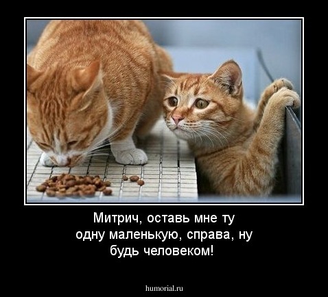 Митрич, оставь мне ту одну маленькую, справа, ну будь человеком!