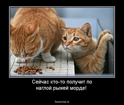 Сейчас кто-то получит по наглой рыжей морде!