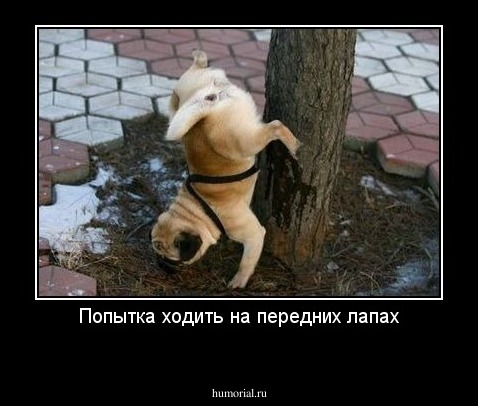 Попытка ходить на передних лапах
