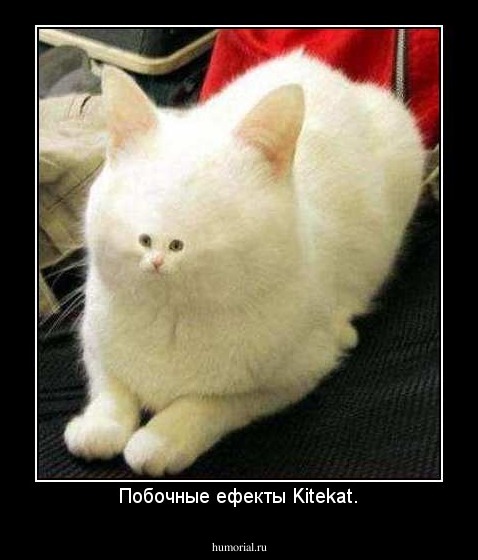 Побочные ефекты Kitekat.