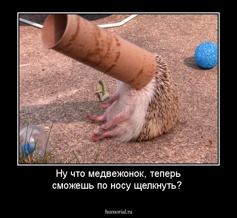 Ну что медвежонок,  теперь сможешь по носу щелкнуть?