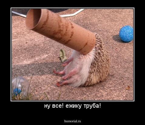ну все! ежику труба!