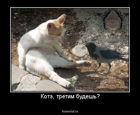 Котэ, третим будешь?