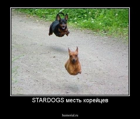 STARDOGS месть корейцев