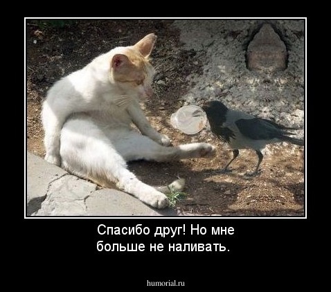 Спасибо друг! Но мне больше не наливать.