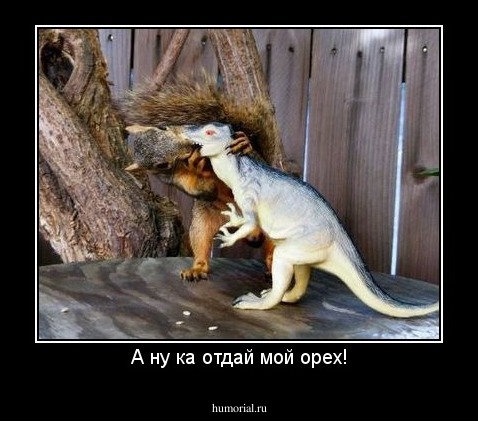 А ну ка отдай мой орех!