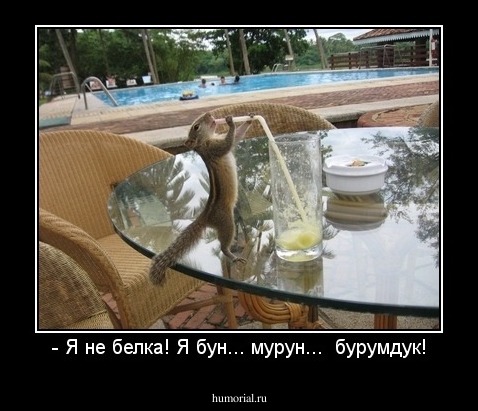 - Я не белка! Я бун... мурун...  бурумдук!