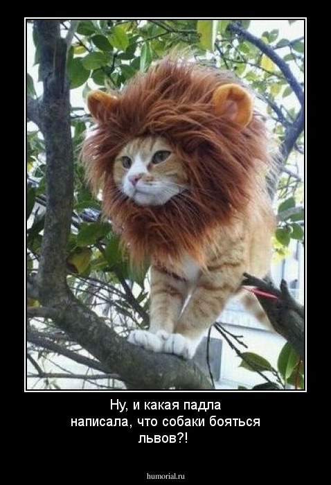 Ну, и какая падла написала, что собаки бояться львов?!
