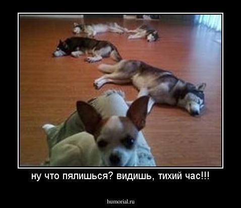 ну что пялишься? видишь, тихий час!!!
