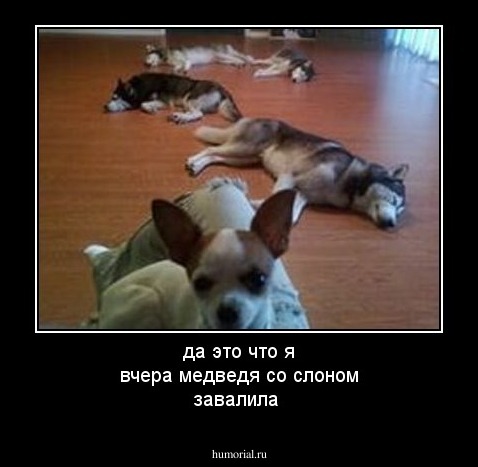 да это что я вчера медведя со слоном завалила