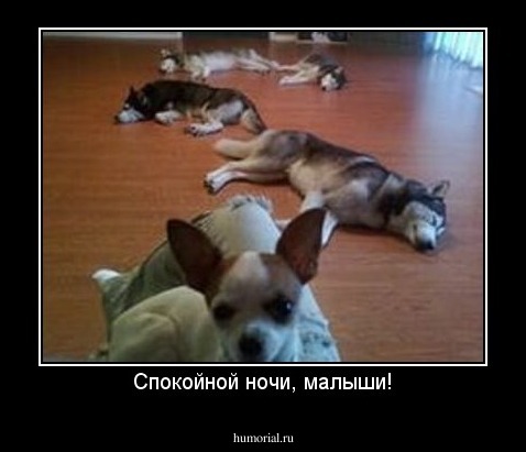 Спокойной ночи, малыши!