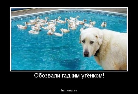 Обозвали гадким утёнком!