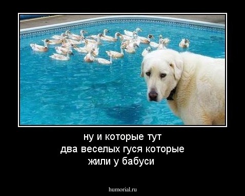 ну и которые тут два веселых гуся которые жили у бабуси 
