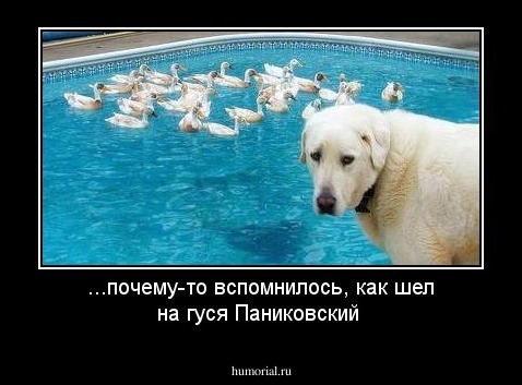 ...почему-то вспомнилось, как шел на гуся Паниковский