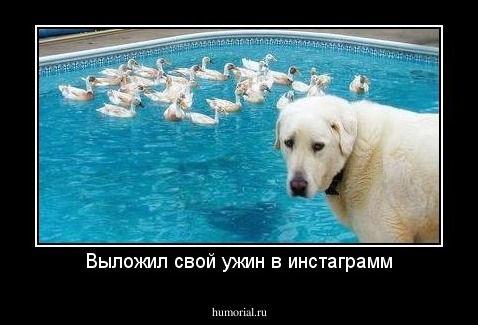 Выложил свой ужин в инстаграмм