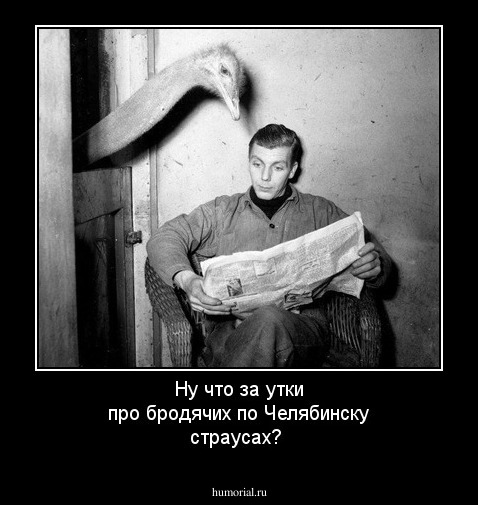 Ну что за утки про бродячих по Челябинску страусах?