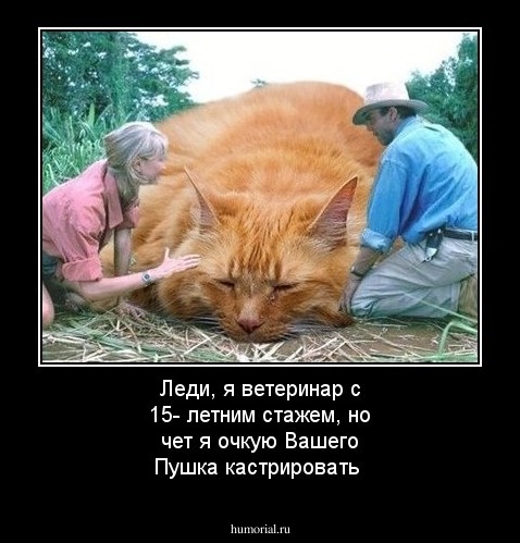Леди, я ветеринар с 15- летним стажем, но чет я очкую Вашего Пушка кастрировать