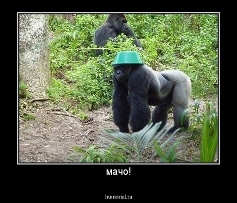 мачо!