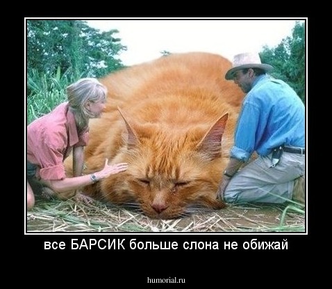 все БАРСИК больше слона не обижай