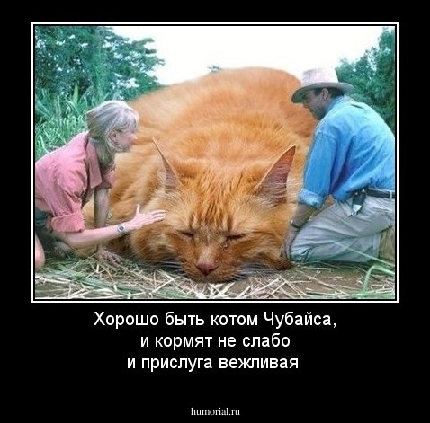 Хорошо быть котом Чубайса, и кормят не слабо и прислуга вежливая