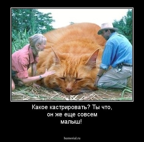 Какое кастрировать? Ты что, он же еще совсем малыш!