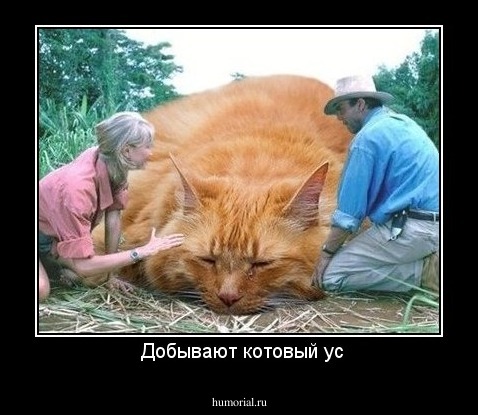  Добывают котовый ус