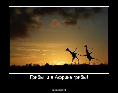 Грибы  и в Африке грибы!