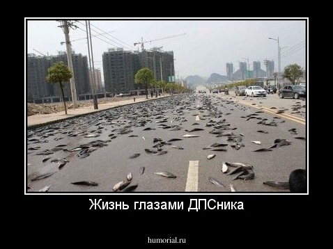 Жизнь глазами ДПСника