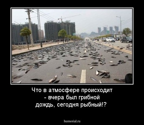 Что в атмосфере происходит - вчера был грибной дождь, сегодня рыбный!?