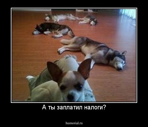 А ты заплатил налоги?