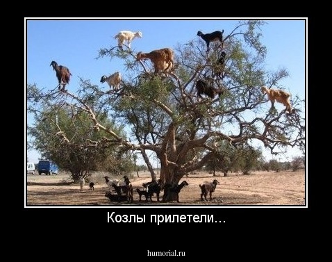 Козлы прилетели...