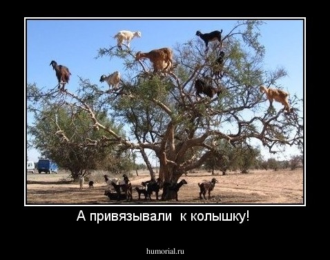 А привязывали  к колышку! 