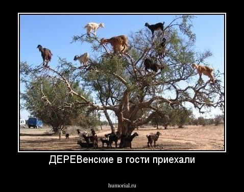 ДЕРЕВенские в гости приехали