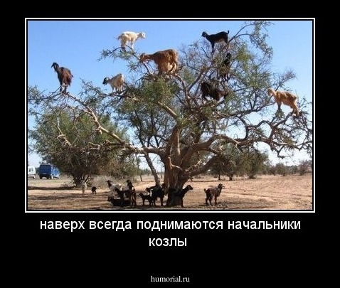 наверх всегда поднимаются начальники козлы 