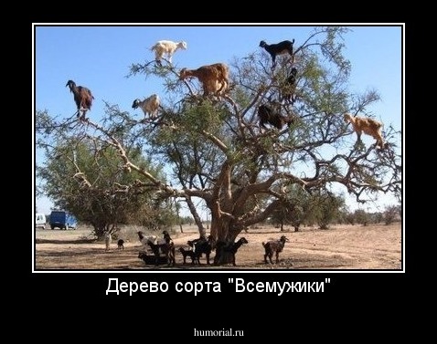 Дерево сорта "Всемужики"