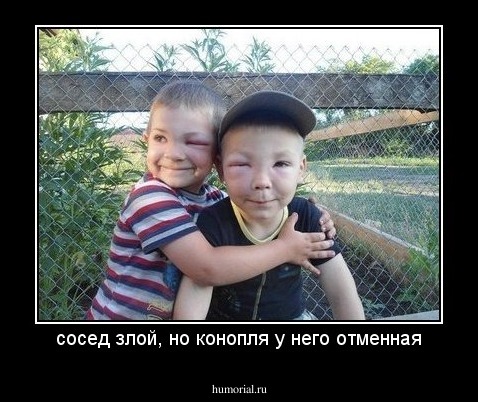 сосед злой, но конопля у него отменная